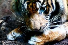 Galerie - Die Zooführungen